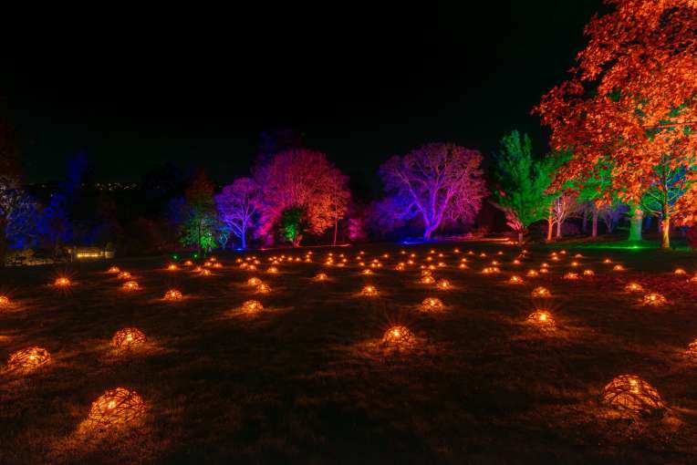 Rosemoor Glow
