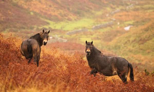 Exmoor Ponies