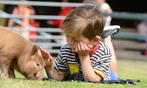 child with piglet at pennywell farm