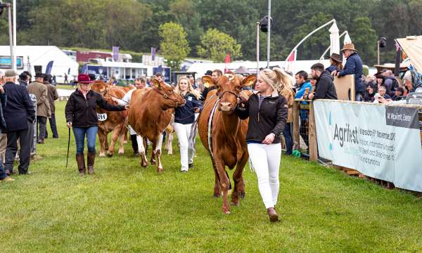 cows at devon county show