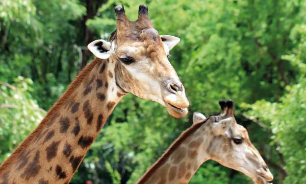 giraffe at paignton zoo