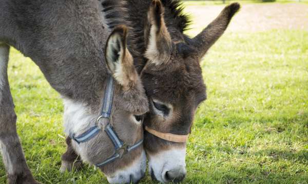 2 donkeys