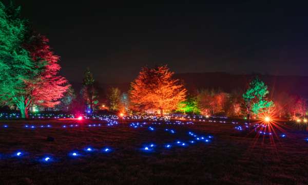RHS Glow