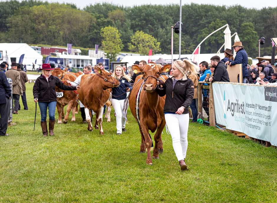 cows at devon county show