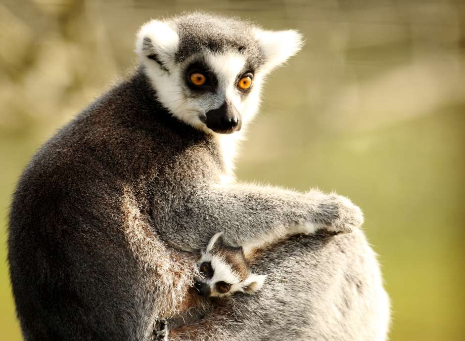 lemurs at exmoor zoo