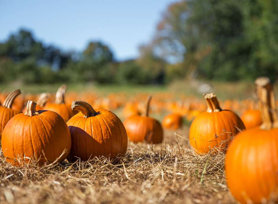 Pumpkin Patch 