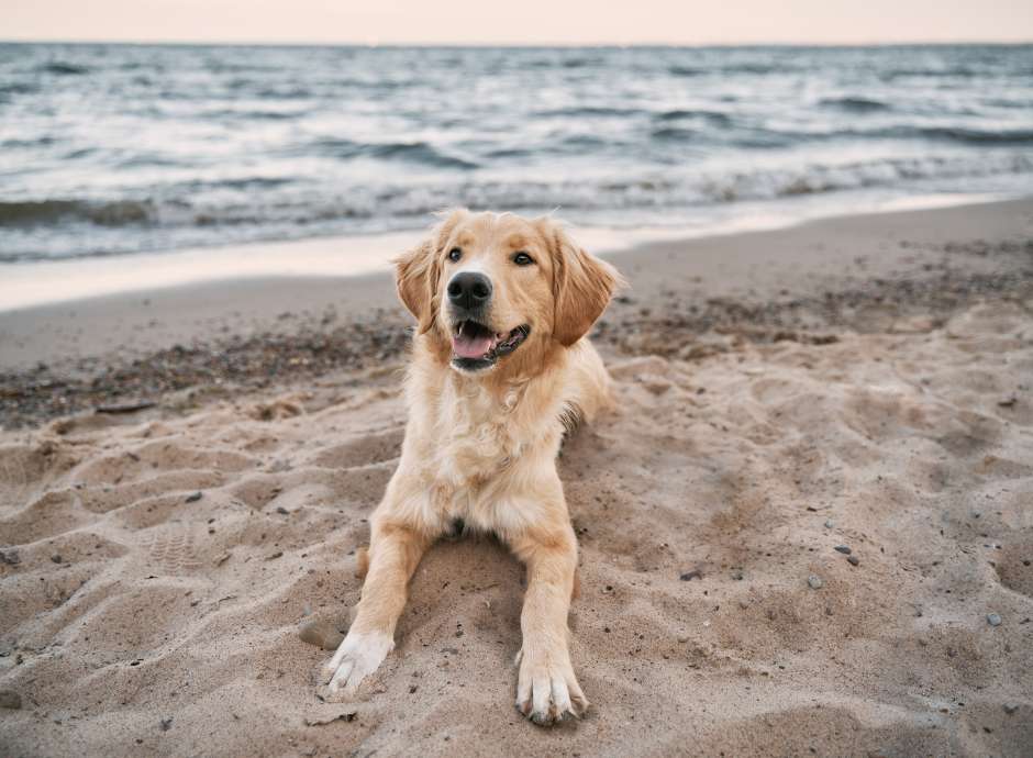 Dog on the beach