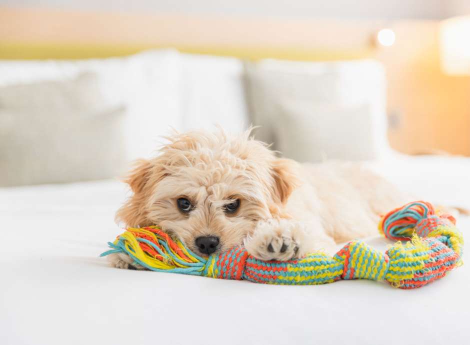 A small dog on the bed of a pet-friendly hotel room in Exeter
